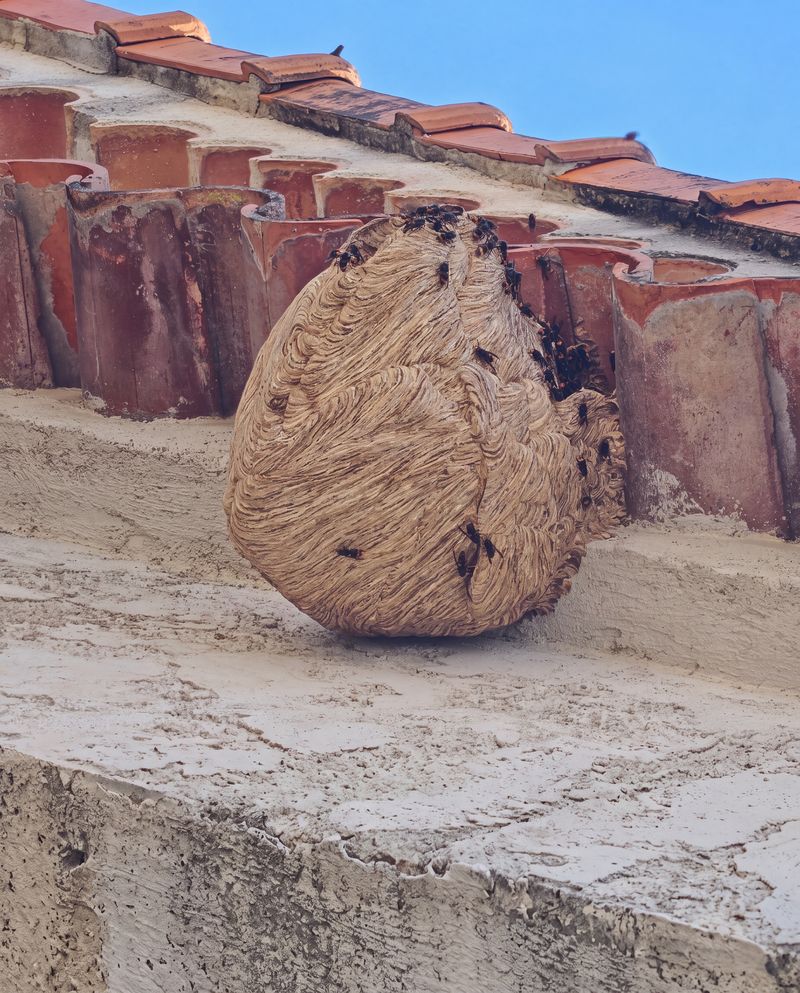 Gros nid de frelons asiatiques fixé sur une façade de maison, détruit dans le secteur de Vence